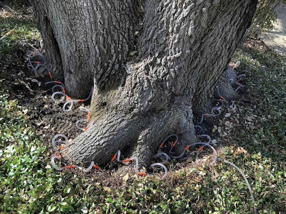 Detailed Tree Cabling and Bracing job site in Kaleva